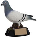 Pigeon Trophies