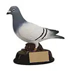 Elite Racing Pigeon Trophy